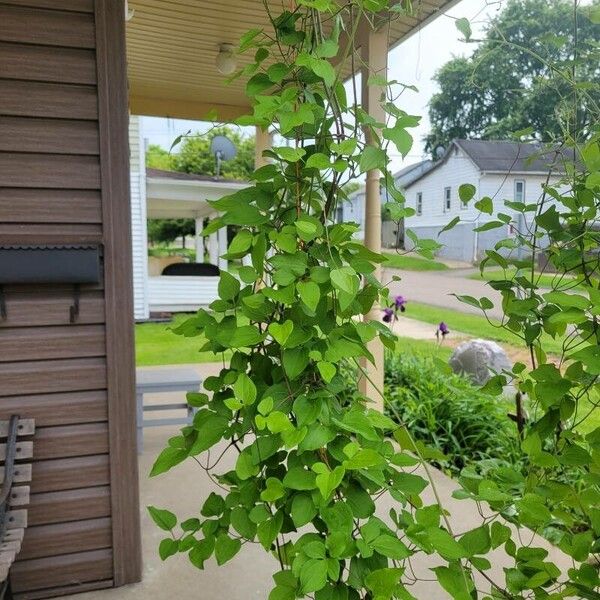 Clematis viticella Blad