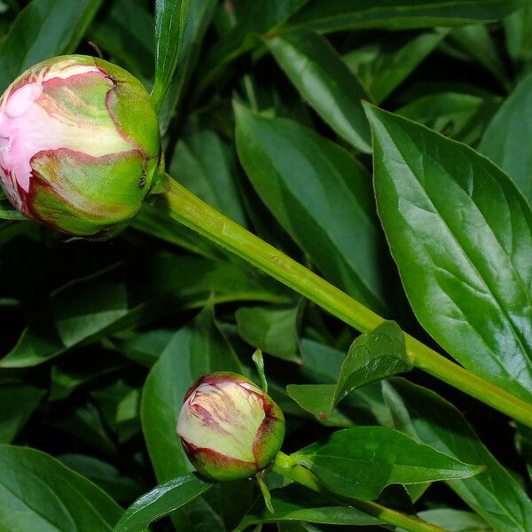 Paeonia lactiflora Flower