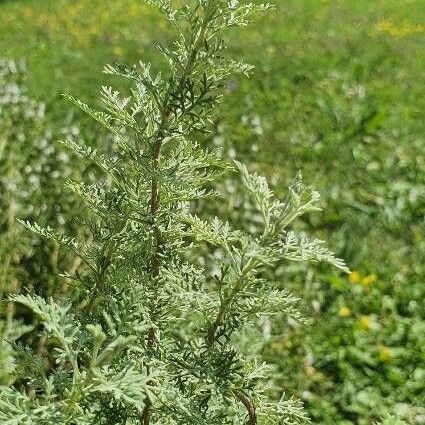 Artemisia pontica Leht