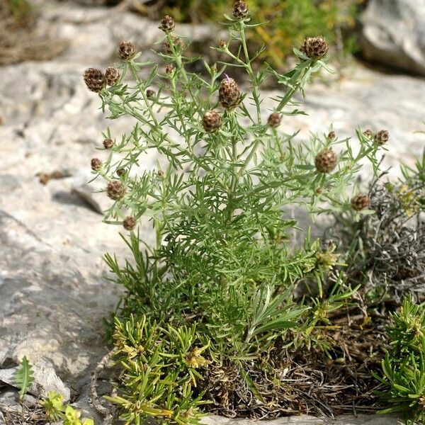 Centaurea corymbosa Costuma