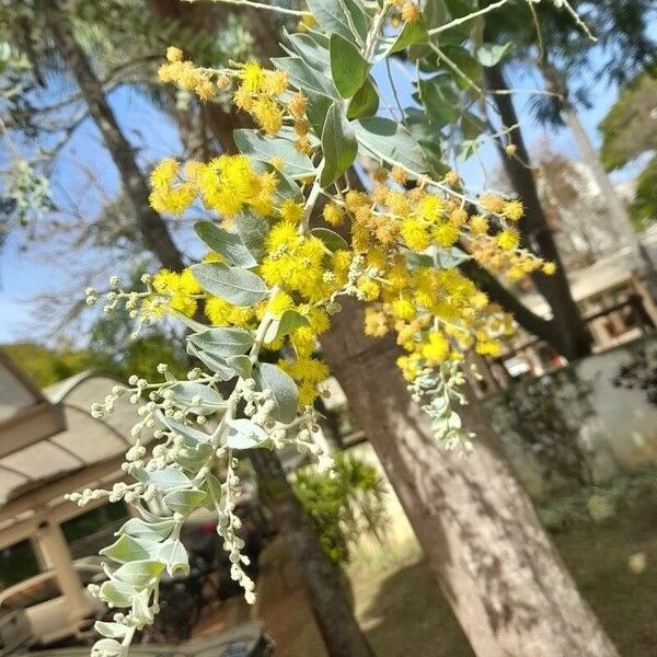 Acacia podalyriifolia Květ