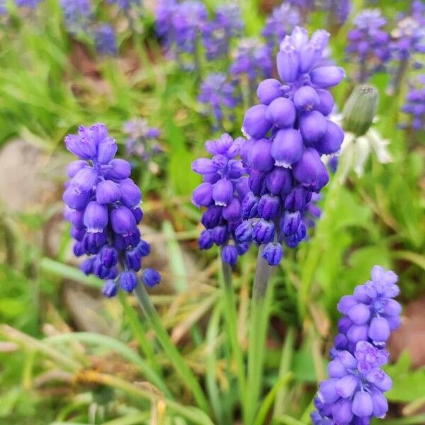 Muscari armeniacum Flors