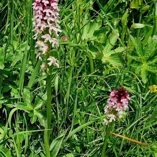 Neotinea ustulata Plante entière