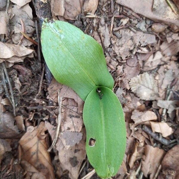 Platanthera bifolia Folha