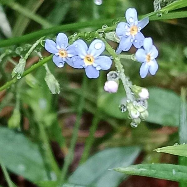 Myosotis scorpioides फूल