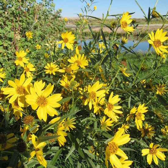 Helianthus nuttallii Fiore