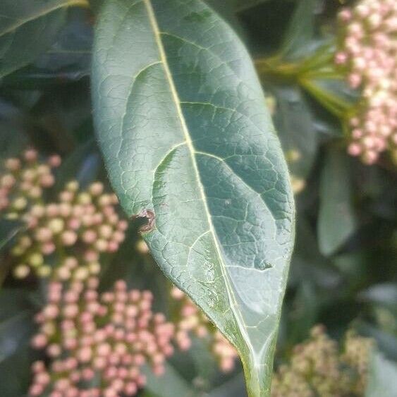 Viburnum tinus Leaf