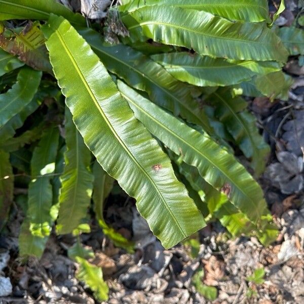 Asplenium scolopendrium Hostoa