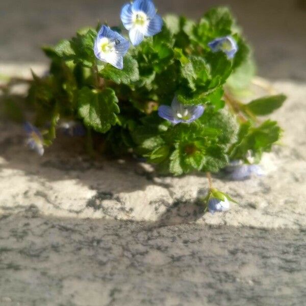 Veronica polita Blomma