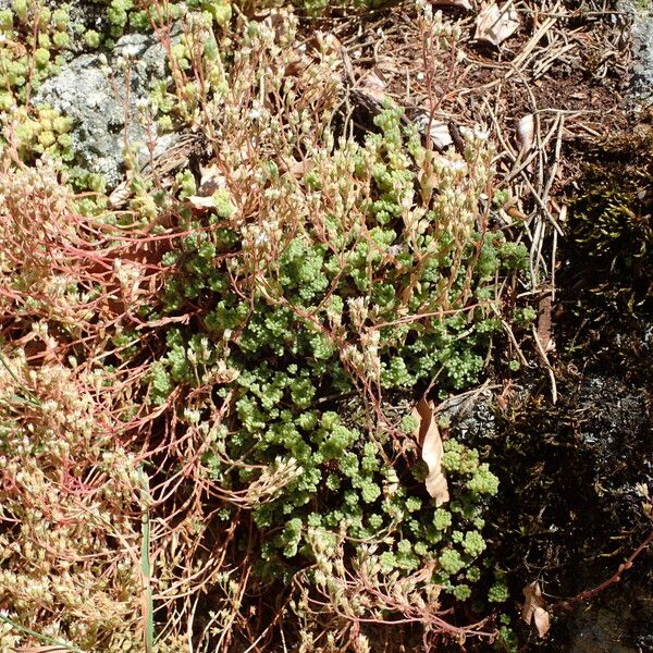 Sedum hirsutum Habit