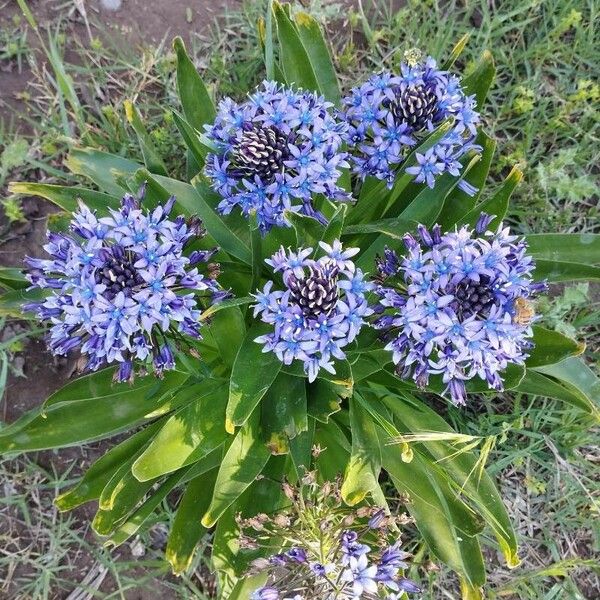 Scilla peruviana Цвят