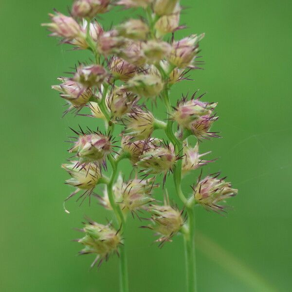 Cenchrus echinatus Vrucht