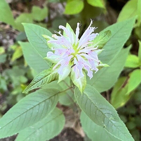 Monarda clinopodia Kwiat