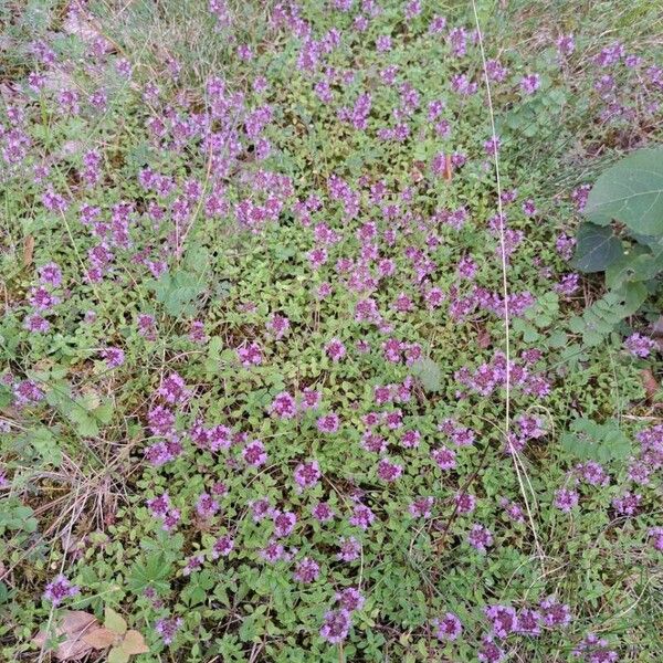 Thymus pulegioides Habit