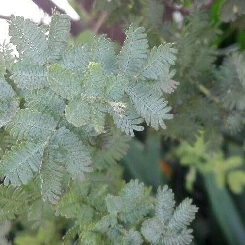 Acacia baileyana Liść