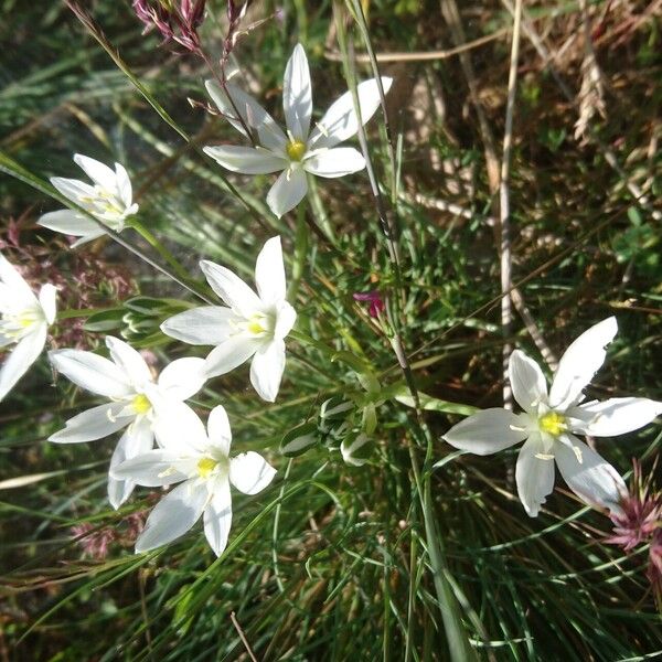 Ornithogalum orthophyllum Cvet