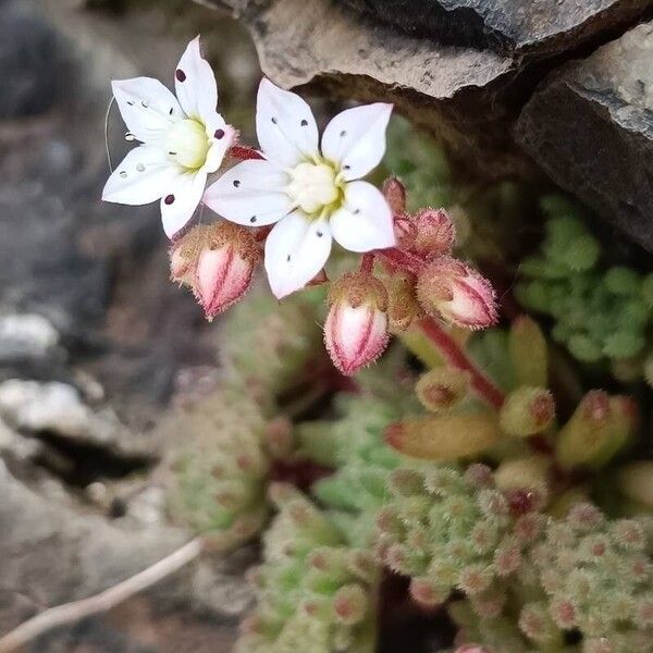 Sedum hirsutum Flor