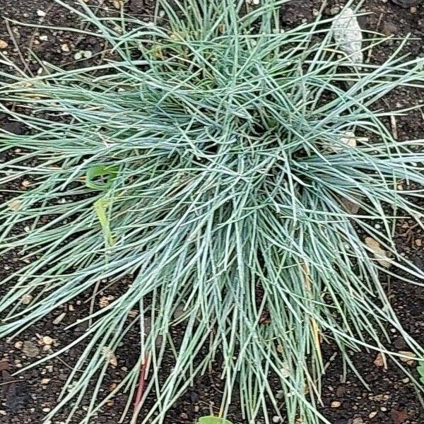 Festuca glauca Φύλλο