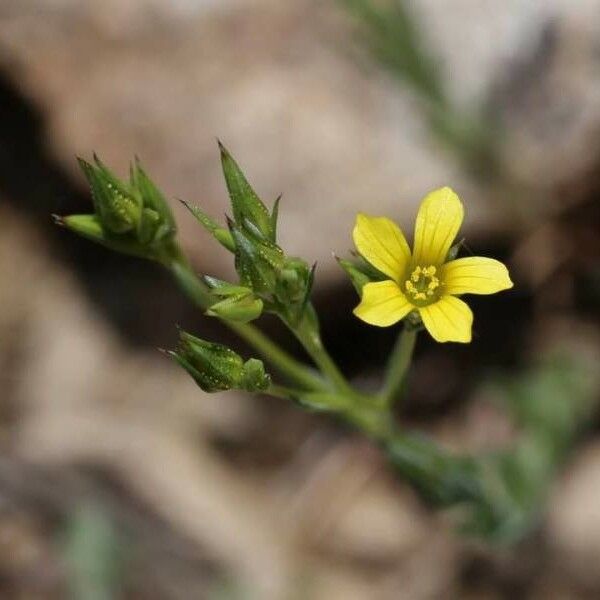 Linum corymbulosum Flor