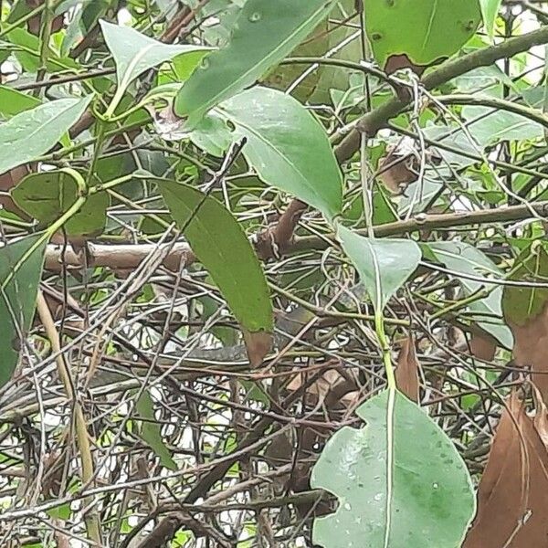 Lophostemon confertus Blad