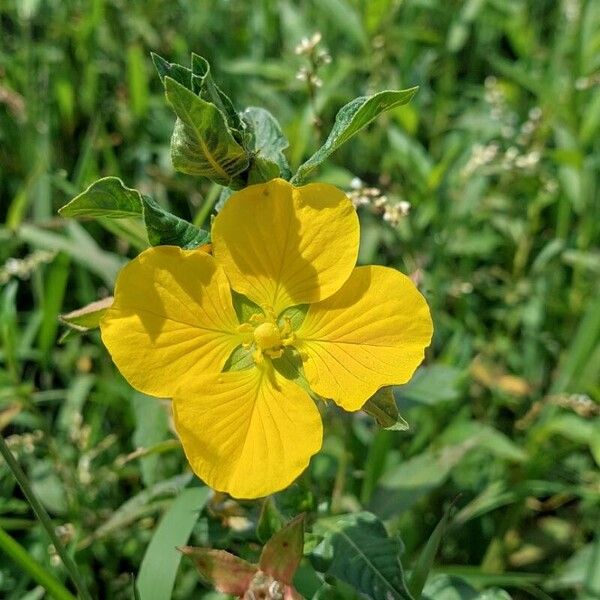 Ludwigia peruviana Flower