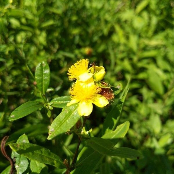 Hypericum prolificum Flower