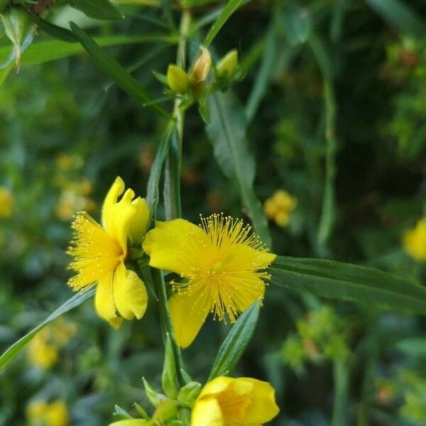 Hypericum prolificum 花