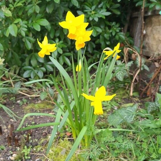 Narcissus jonquilla 花