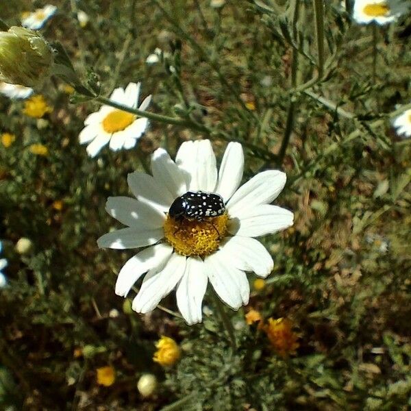 Anthemis tomentosa Цвят