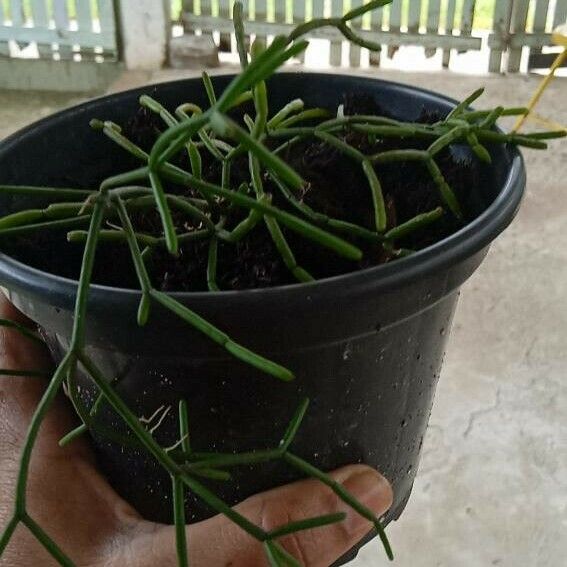 Rhipsalis baccifera Folha