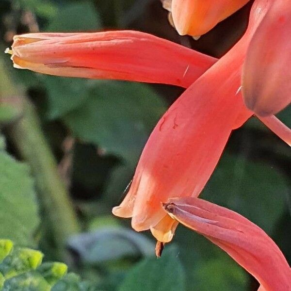 Aloe amudatensis Fleur