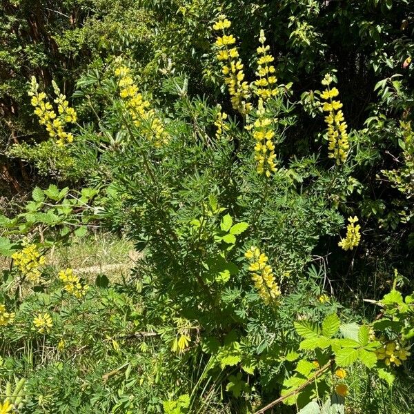 Lupinus arboreus Habit