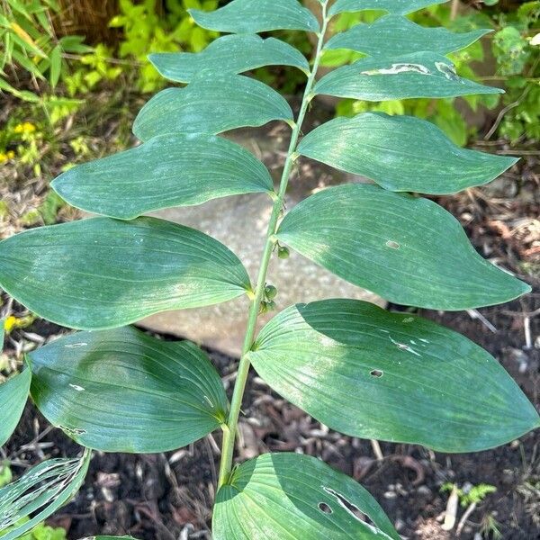 Polygonatum biflorum Folha