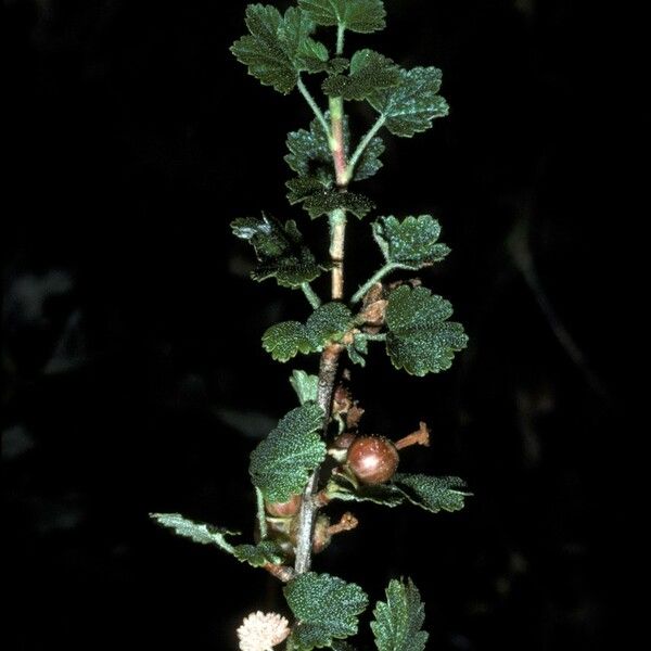 Ribes cereum Фрукт