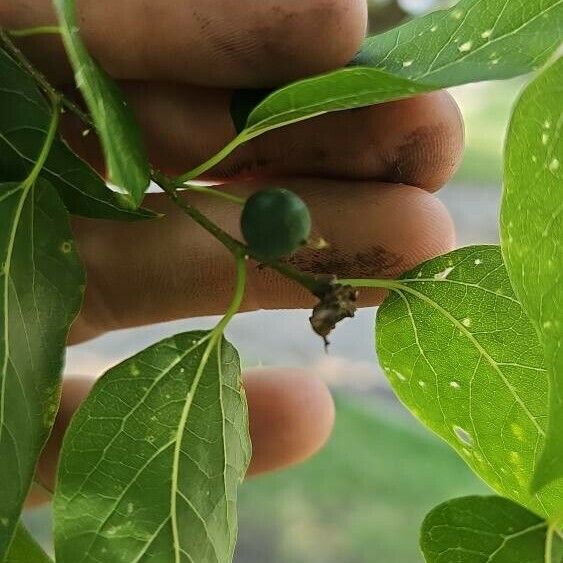 Celtis laevigata ফল