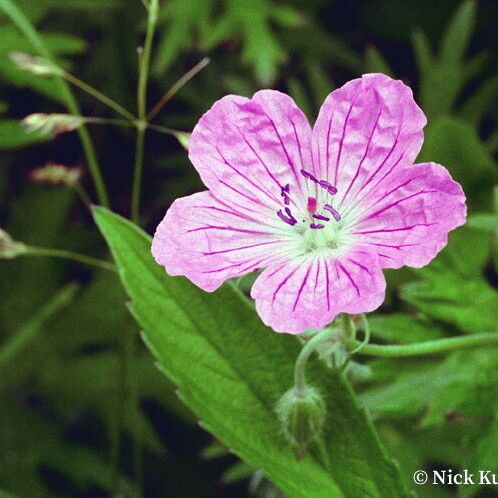 Geranium yesoense Květ