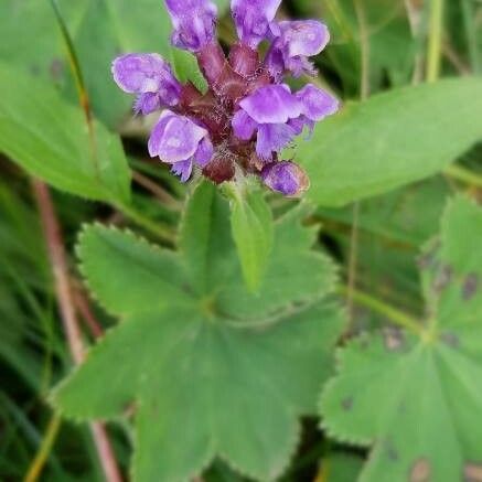 Prunella grandiflora Blomma