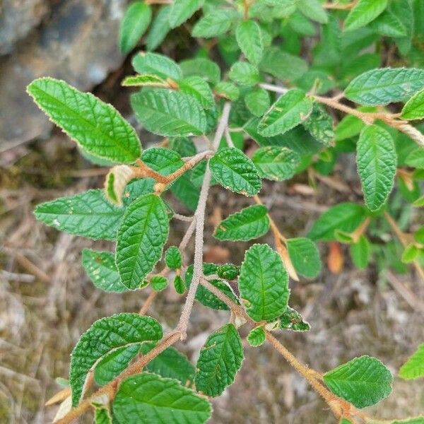 Correa reflexa Foglia