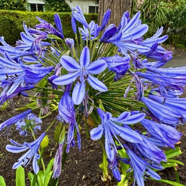 Agapanthus africanus ফুল