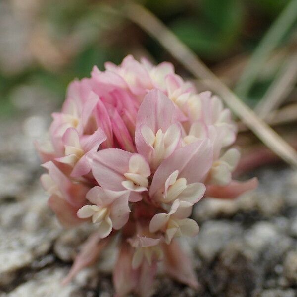 Trifolium occidentale Fiore