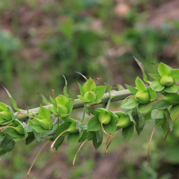 Digitalis purpurea Fruto