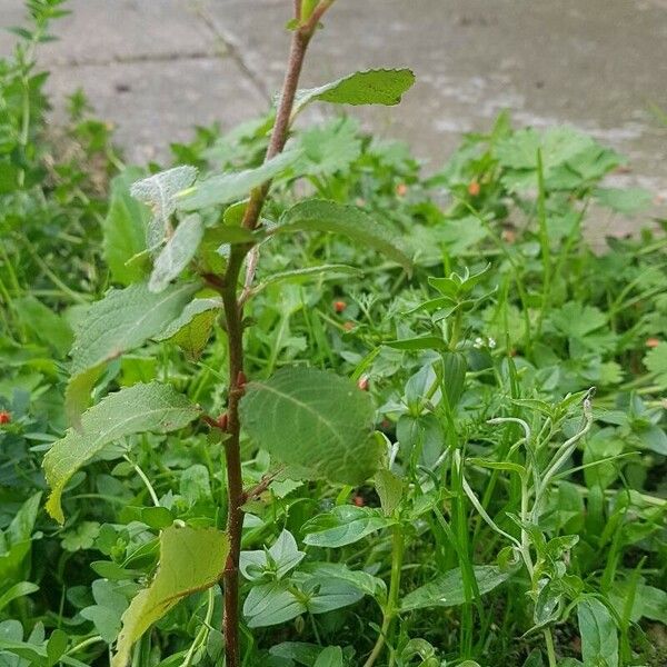 Salix aurita Leaf