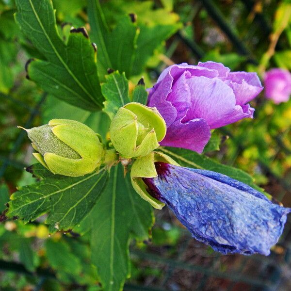 Hibiscus syriacus Altro