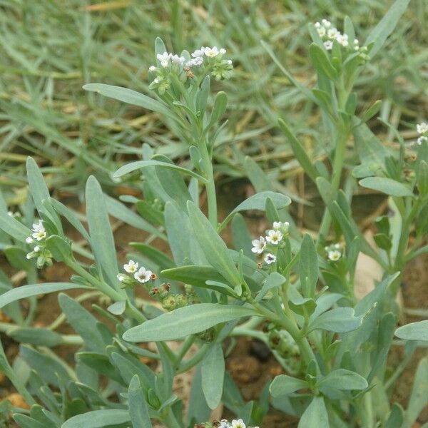 Heliotropium curassavicum ফুল