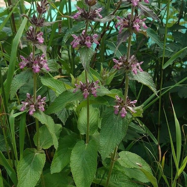 Stachys alpina Habitus