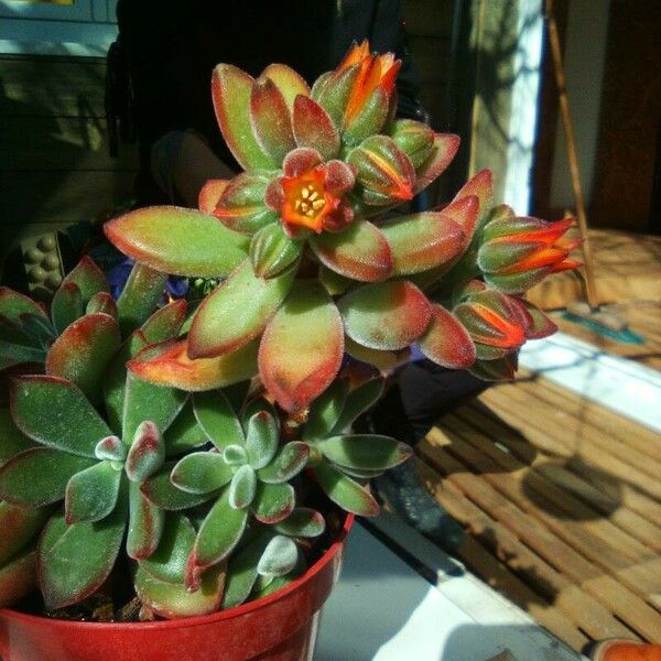 Echeveria pulvinata Ліст