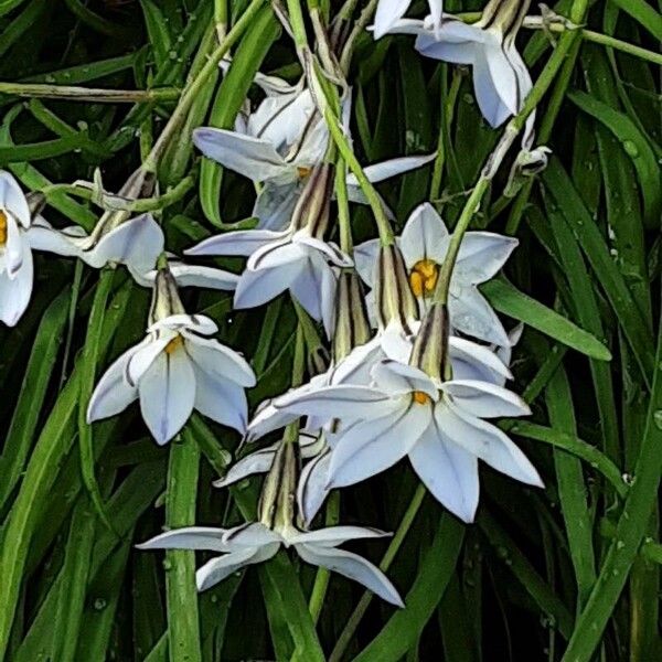 Ipheion uniflorum Кветка