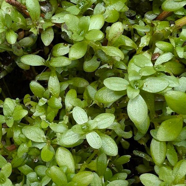 Callitriche stagnalis Leaf