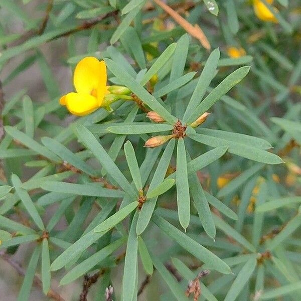 Pultenaea flexilis Hostoa