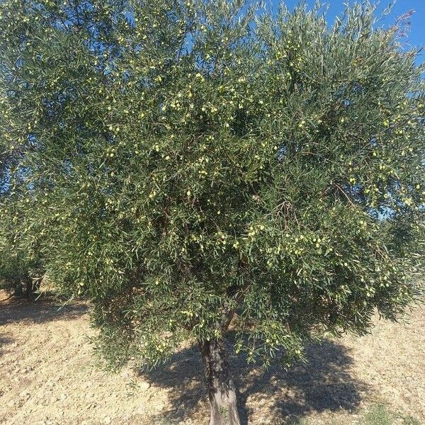 Olea europaea Habit